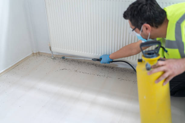 Best Termite Control Services  in West Clarkston Highland, WA